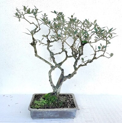 Bonsai di Ulivo