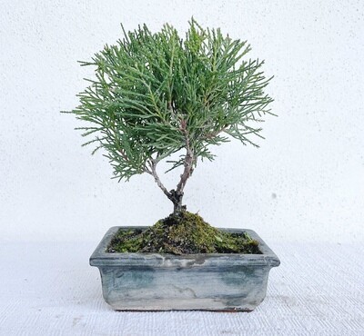 Bonsai di Ginepro