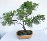 Bonsai di Ginepro