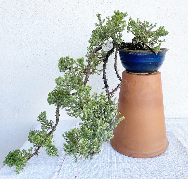Bonsai di Ginepro