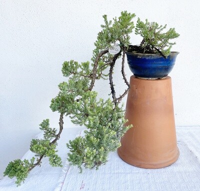 Bonsai di Ginepro