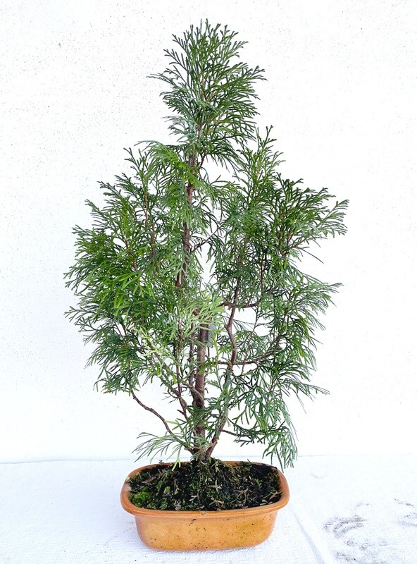 Bonsai di Cedro Rosso