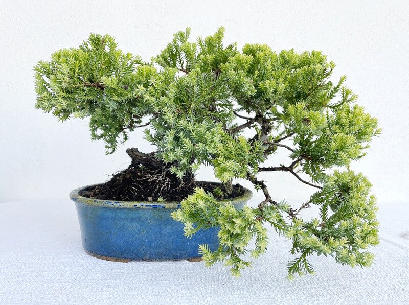 Bonsai di Ginepro