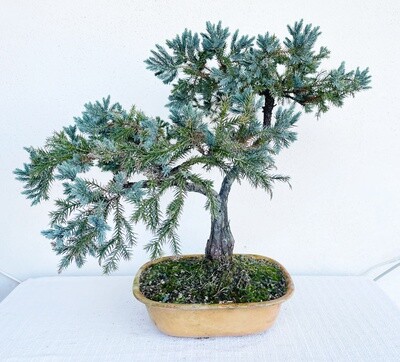 Bonsai di Conifera