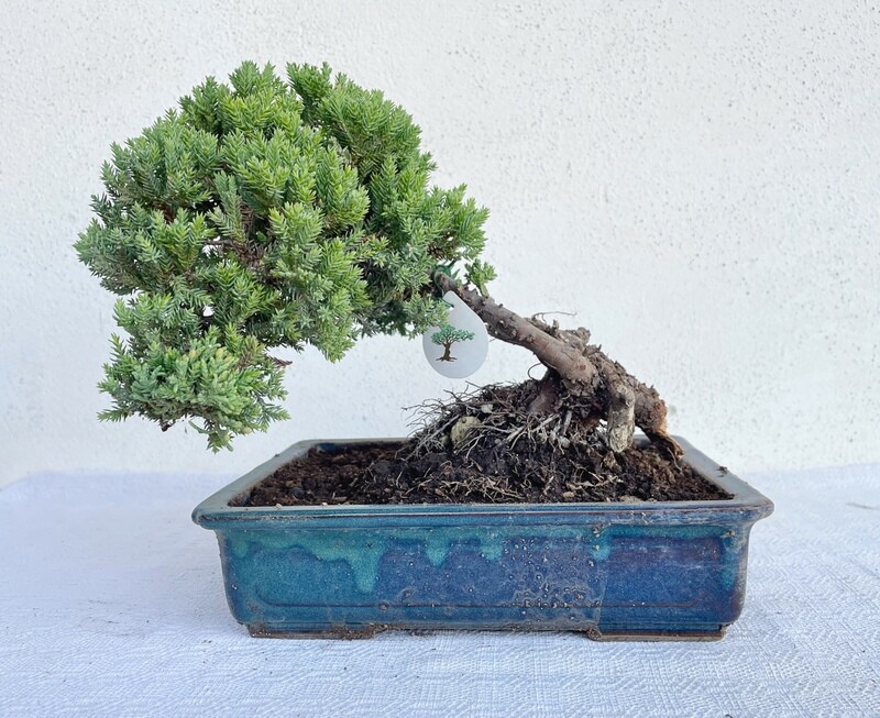 Bonsai di Ginepro