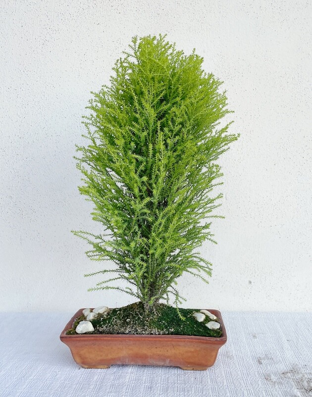 Bonsai di Cipresso
