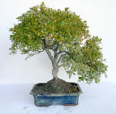 Bonsai di Bosso