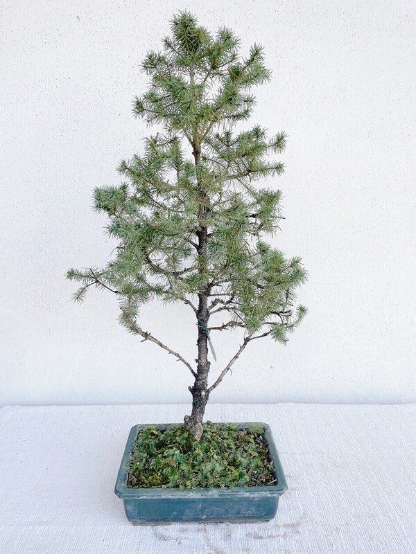 Bonsai di Abete