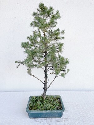 Bonsai di Abete