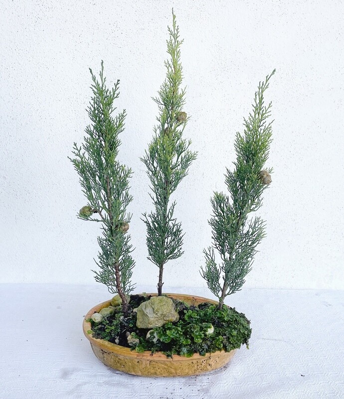 Bonsai di Cipresso