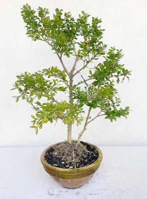 Bonsai di Bosso