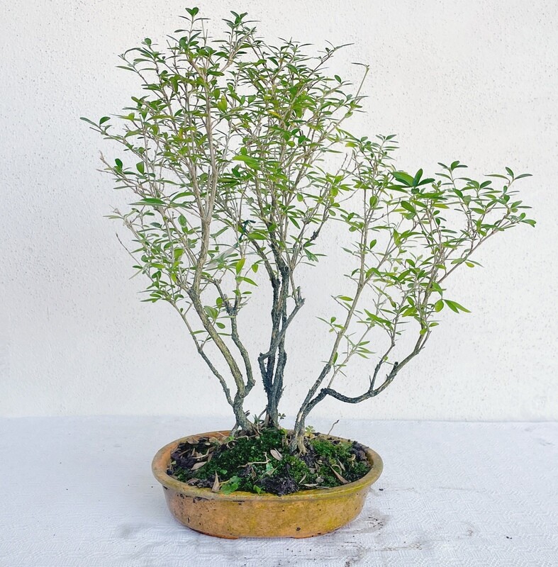 Bonsai di Serissa