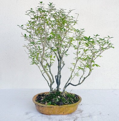 Bonsai di Serissa