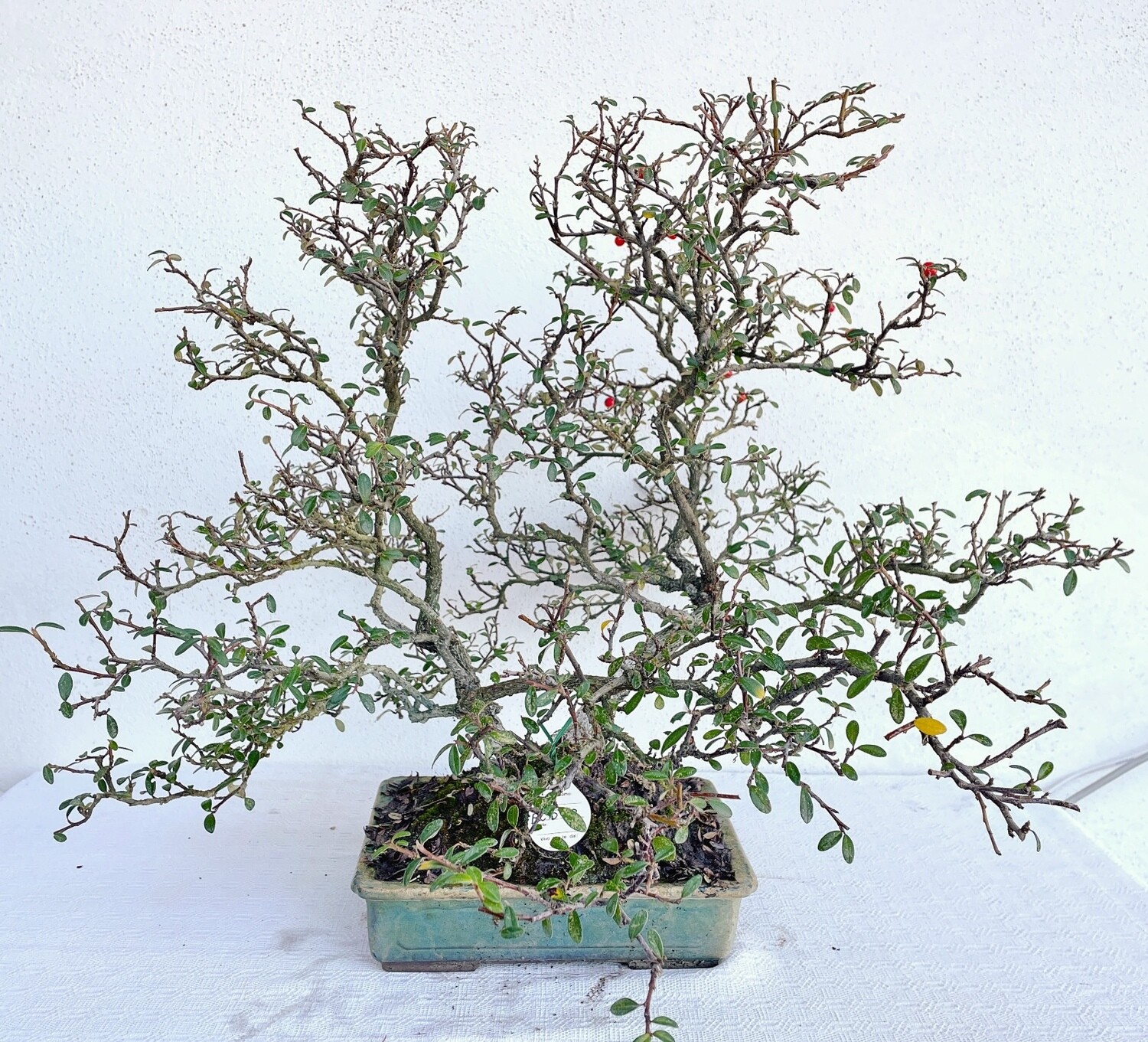 Bonsai di Cotonastro