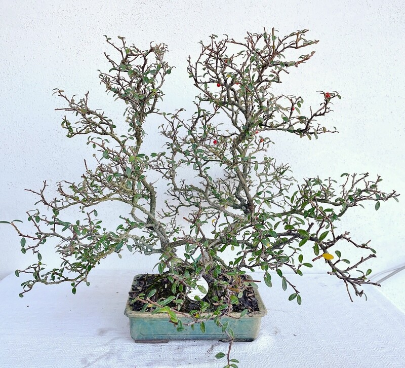 Bonsai di Cotonastro