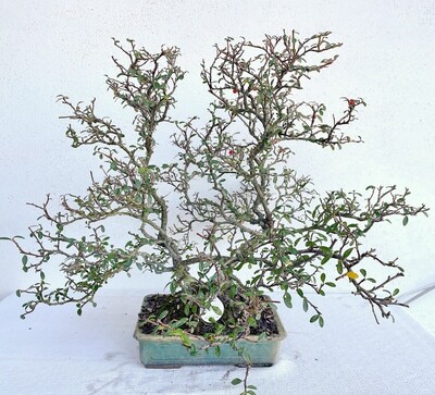 Bonsai di Cotonastro