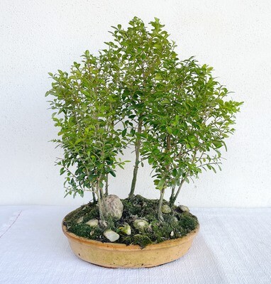 Bonsai Boschetto di Bosso