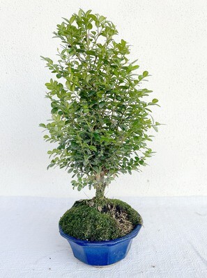 Bonsai di Bosso nano