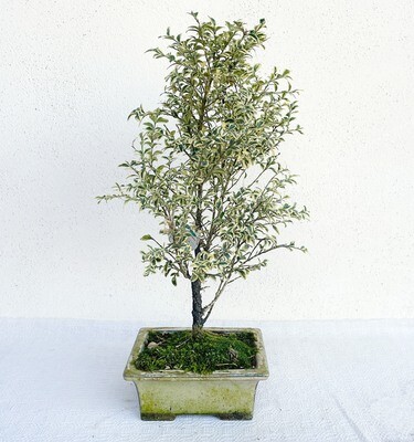 Bonsai di Bosso Variegato