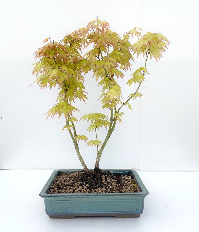 Bonsai di Acero Deshojo