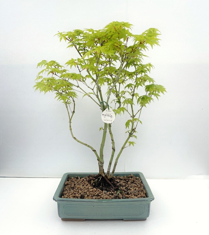 Bonsai di Acero Palmato