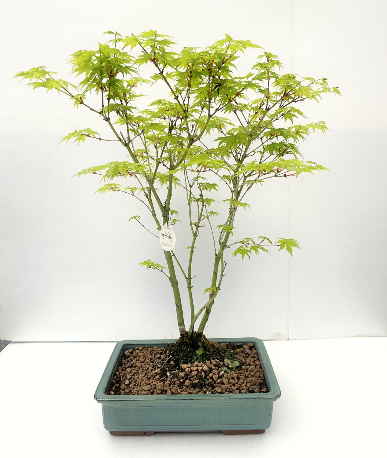 Bonsai di Acero Palmato