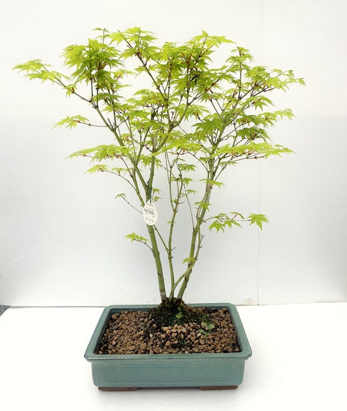 Bonsai di Acero Palmato