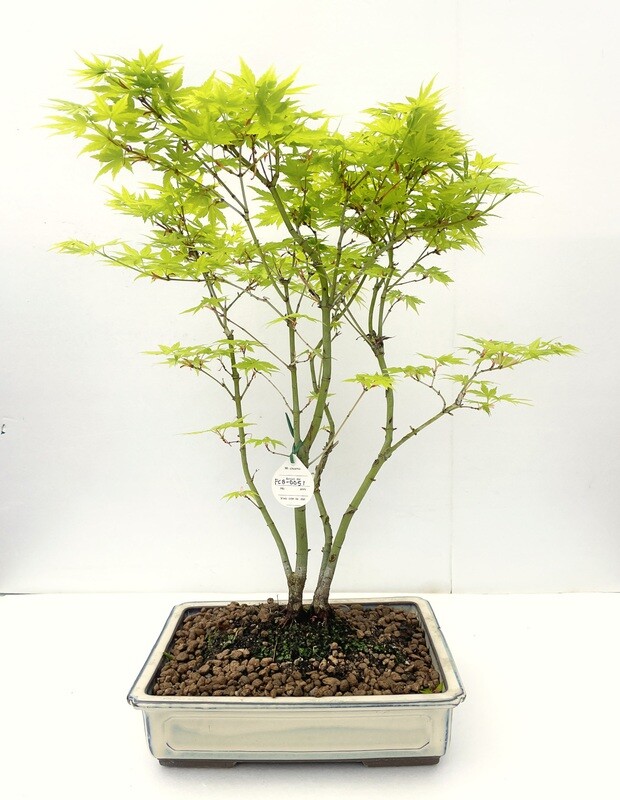 Bonsai di Acero Palmato
