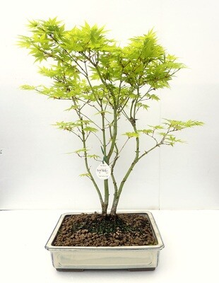 Bonsai di Acero Palmato
