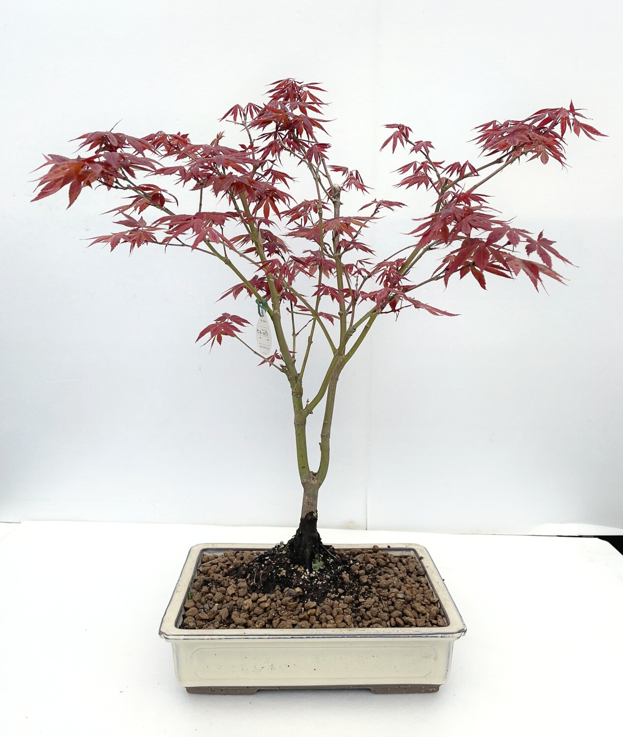 Acero rosso, Acer palmatum atropurpurea - Bonsai Cecere