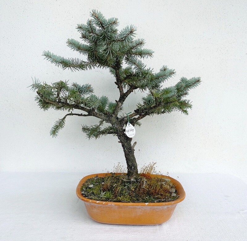 Bonsai di Abete Blu