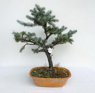 Bonsai di Abete Blu