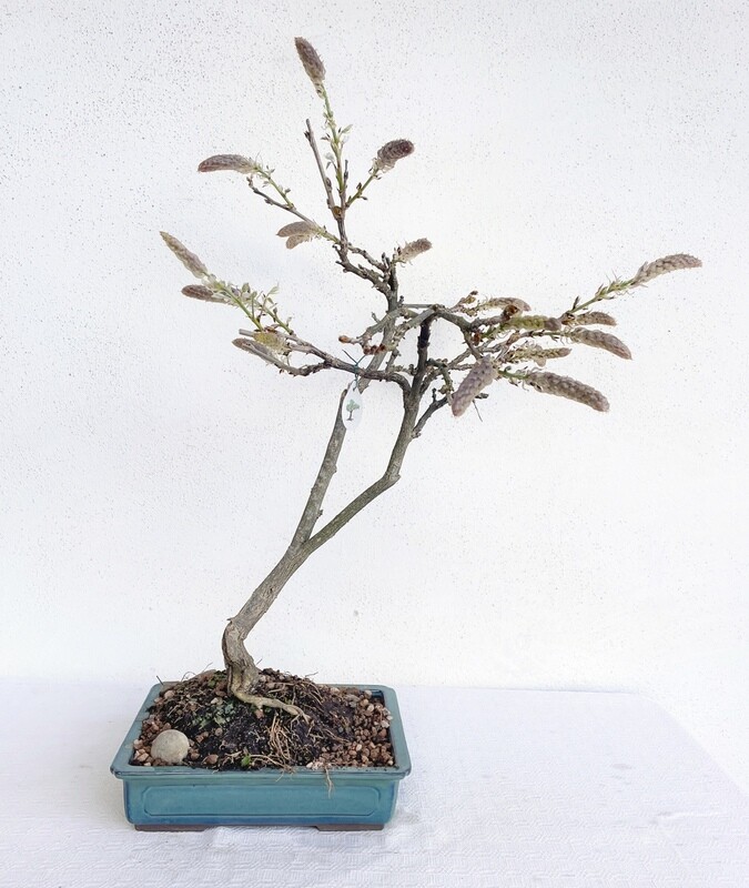 Bonsai di Glicine