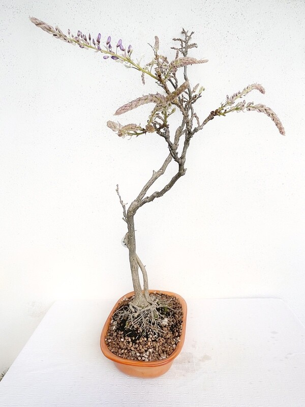 Bonsai di Glicine