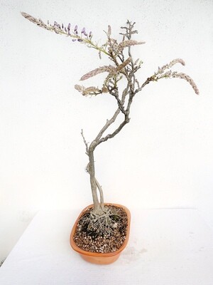 Bonsai di Glicine