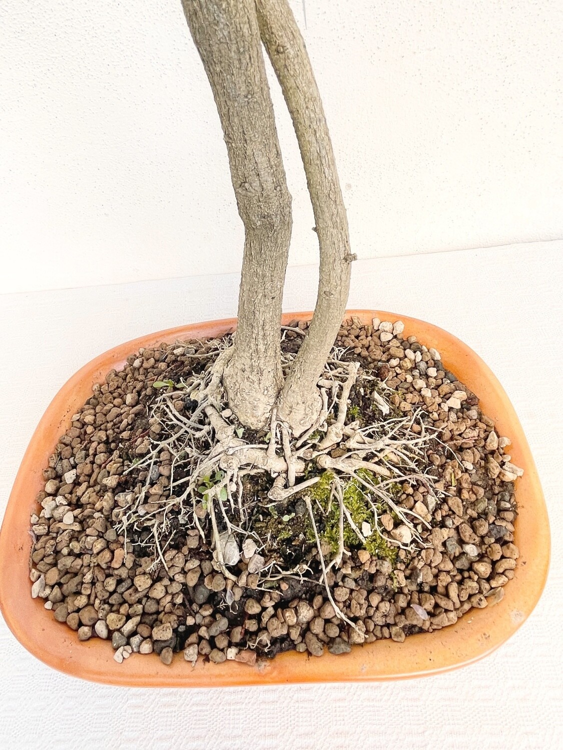 lorbeerfeige bonsai Tipps zur Pflege deiner Pflanze : Ficus microcarpa ginseng   PflanzenFuerAlle