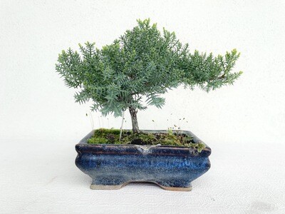 Bonsai di Ginepro