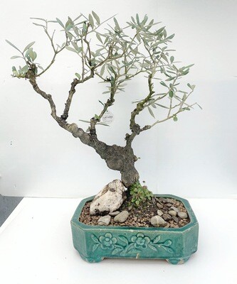 Bonsai di Ulivo