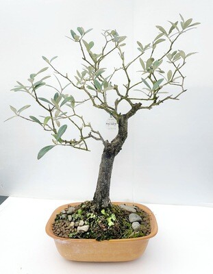 Bonsai di Ulivo