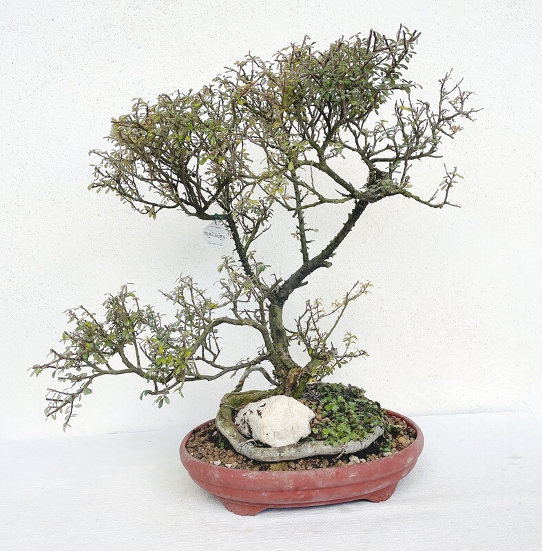 Bonsai di Cotonastro