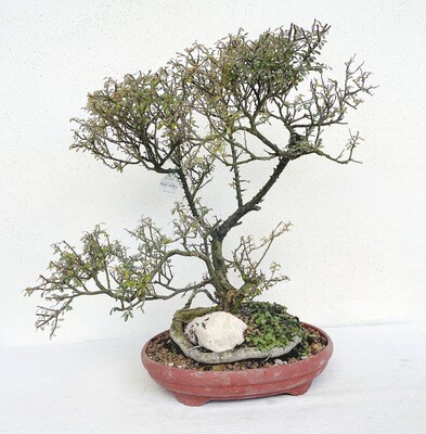 Bonsai di Cotonastro
