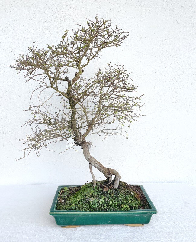 Bonsai di Olmo