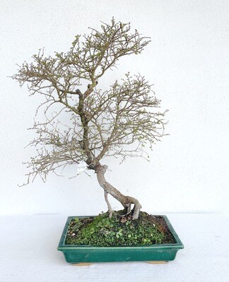 Bonsai di Olmo