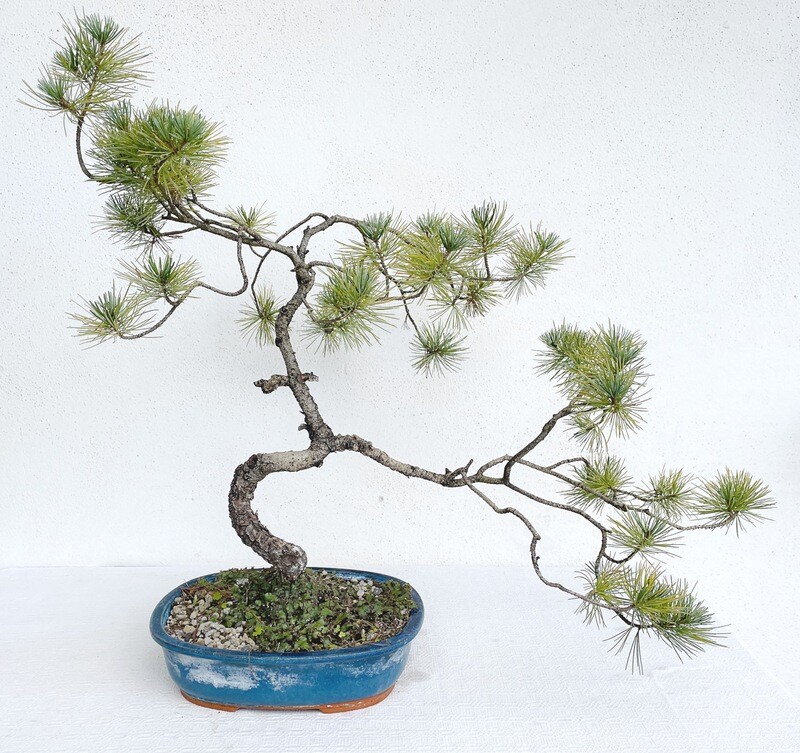 Bonsai di Pino