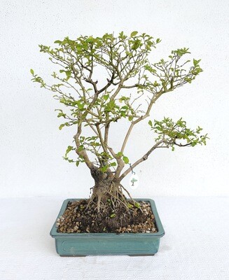 Bonsai di Ligustro