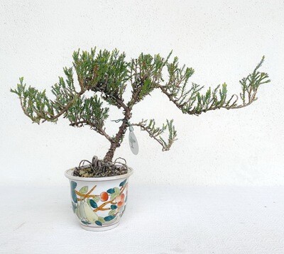 Bonsai di Ginepro