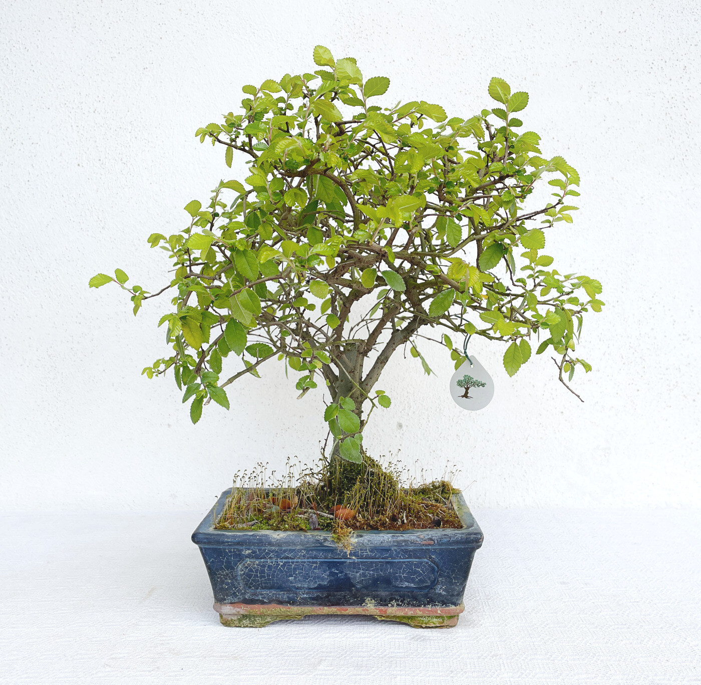 Olmo Cinese 12 anni, Ulmus parvifolia - Bonsai Cecere