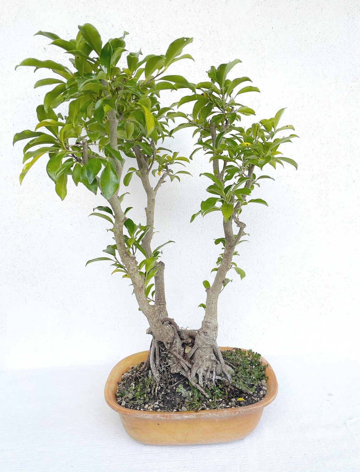 Bonsai di Ficus