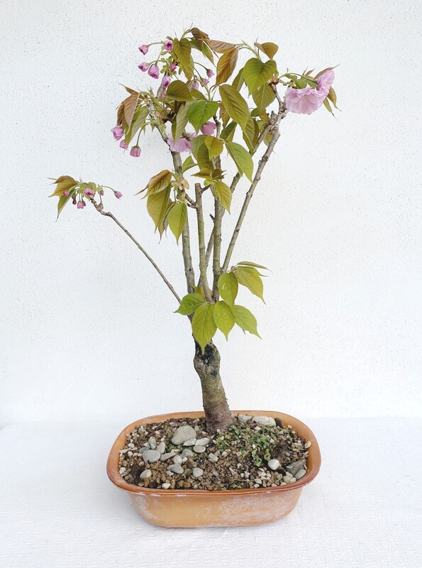 Bonsai di Ciliegio