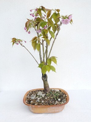 Bonsai di Ciliegio
